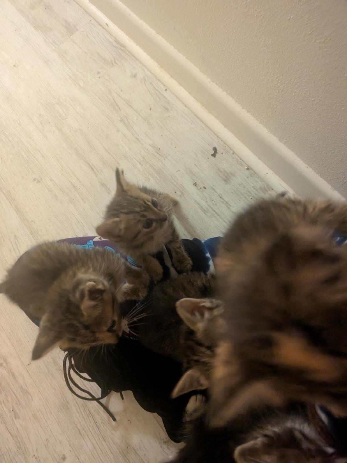 unnamed image
